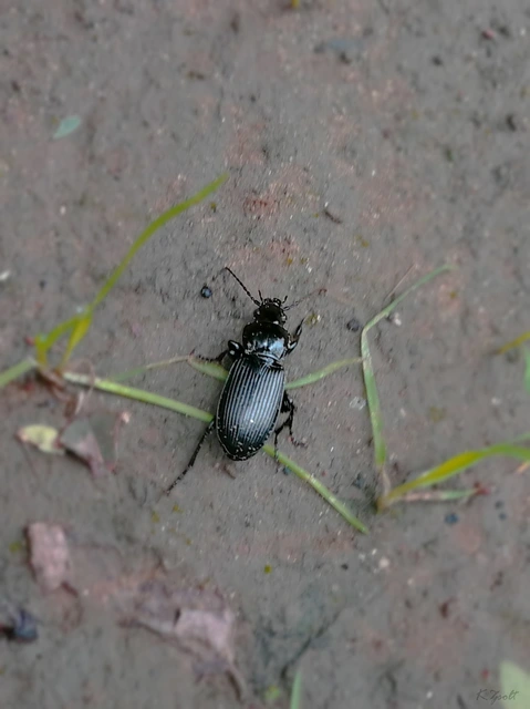 Pterostichus melanarius - közönséges gyászfutó