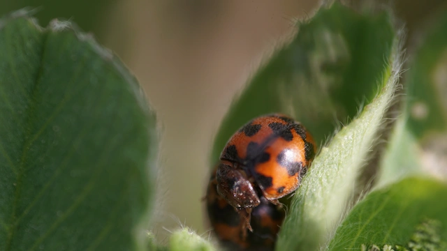 Subcoccinella vigintiquatuorpunctata - lucernaböde