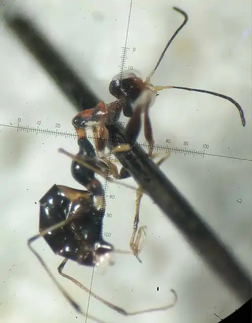 Gonatopus