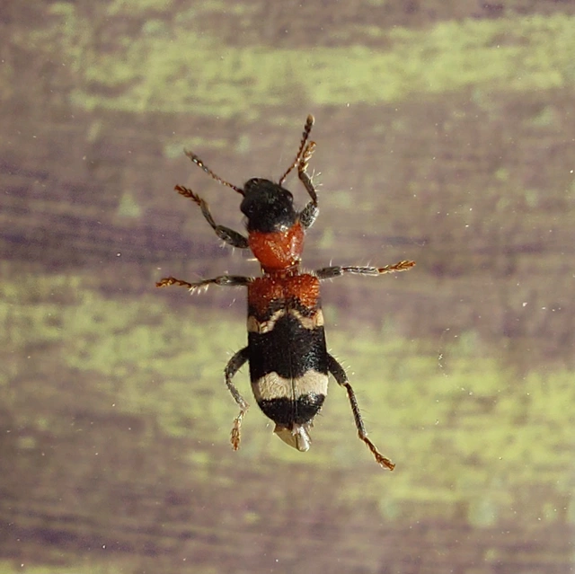 Thanasimus formicarius - vörösnyakú szúfarkas