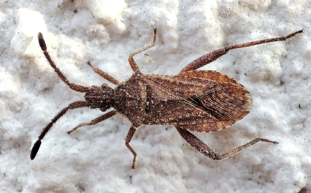 Coriomeris