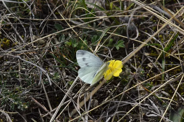 Pieris ergane - sziklai fehérlepke