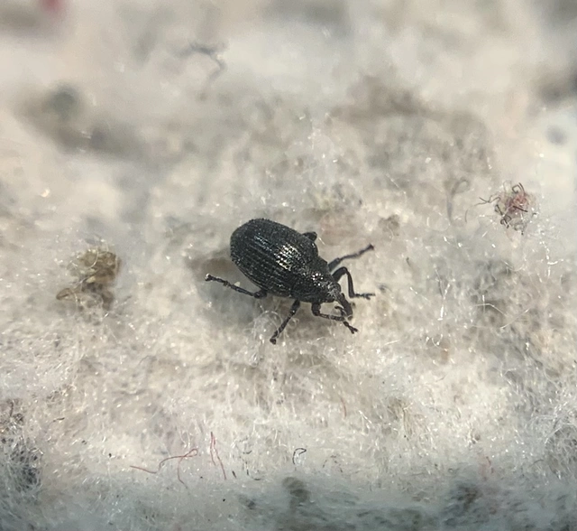 Ceutorhynchus contractus - vadrepce-ceutormányos