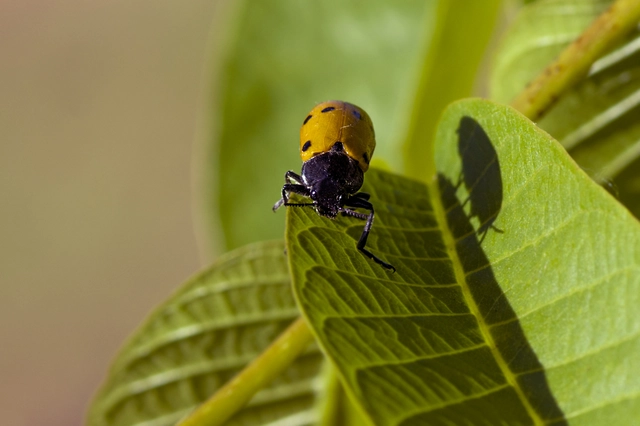 Lachnaia sexpunctata - szőrösnyakú zsákhordóbogár
