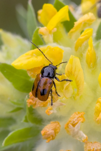 Cryptocephalus bipunctatus - kétpettyes zömökbogár