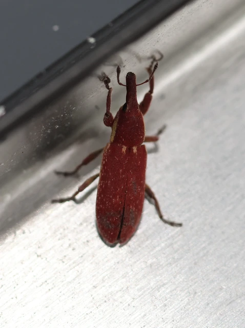Lixus vilis - gémorr-dudvabarkó
