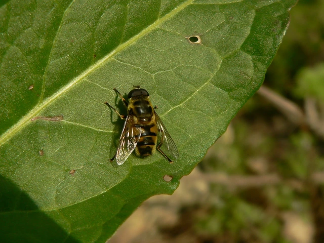Myathropa florea - halálfejes odúlégy