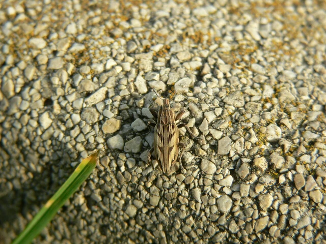 Coniocleonus nigrosuturatus - nyíljegyes barkó