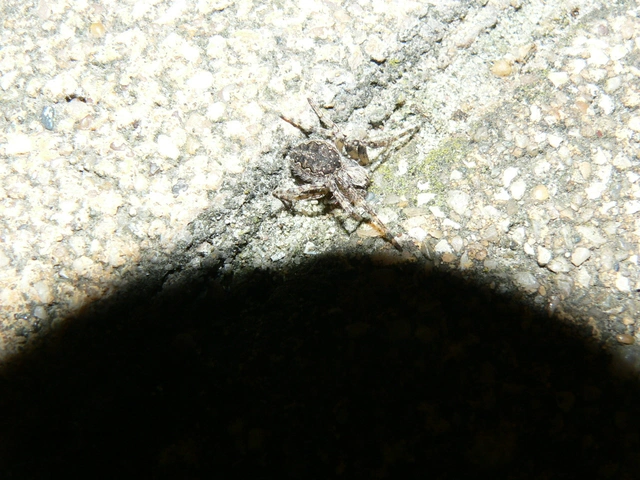 Larinioides