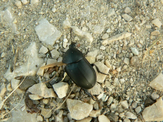 Ablattaria laevigata - sima csigarabló