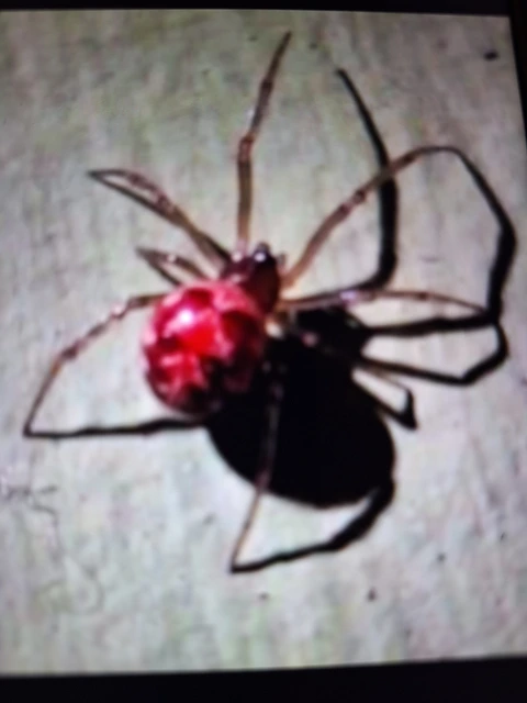 Steatoda triangulosa - háromszöges faggyúpók