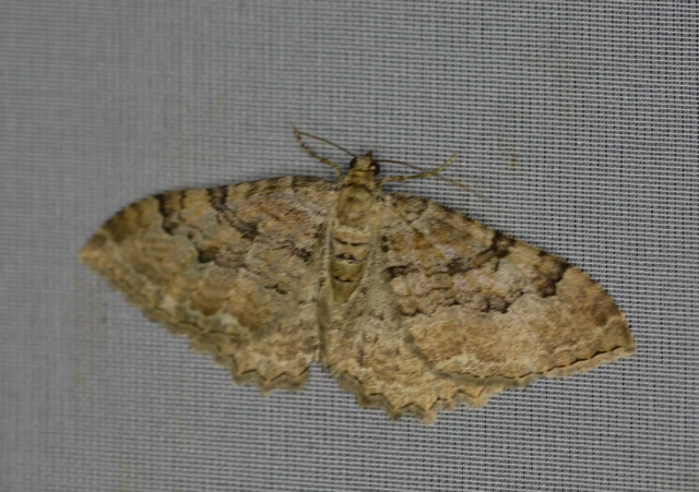 Hydria cervinalis - őzbarna araszoló