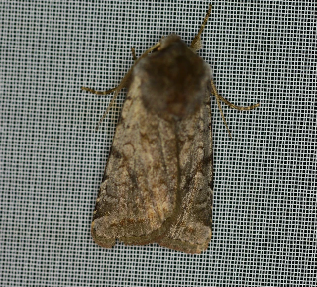 Cerastis rubricosa - vörhenyes tavaszibagoly