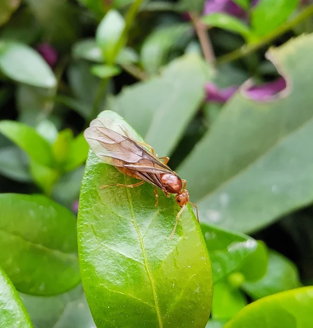 Prenolepis nitens - ragyogóhangya