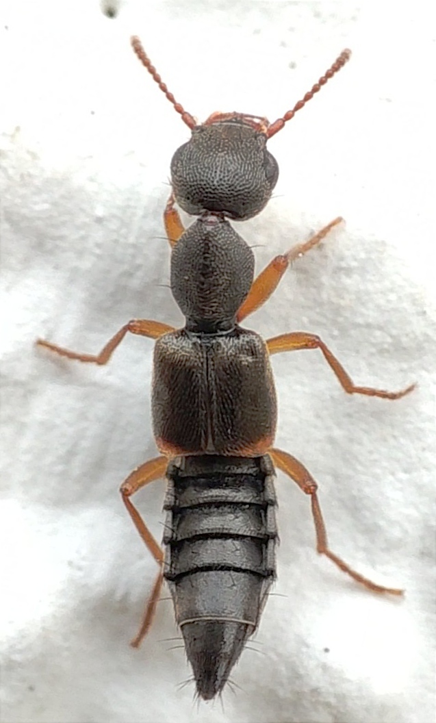 Rugilus similis - sárgalábú cérnanyakúholyva