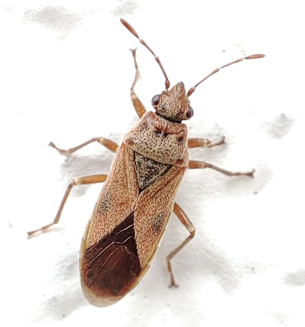 Arocatus longiceps - platánbodobács