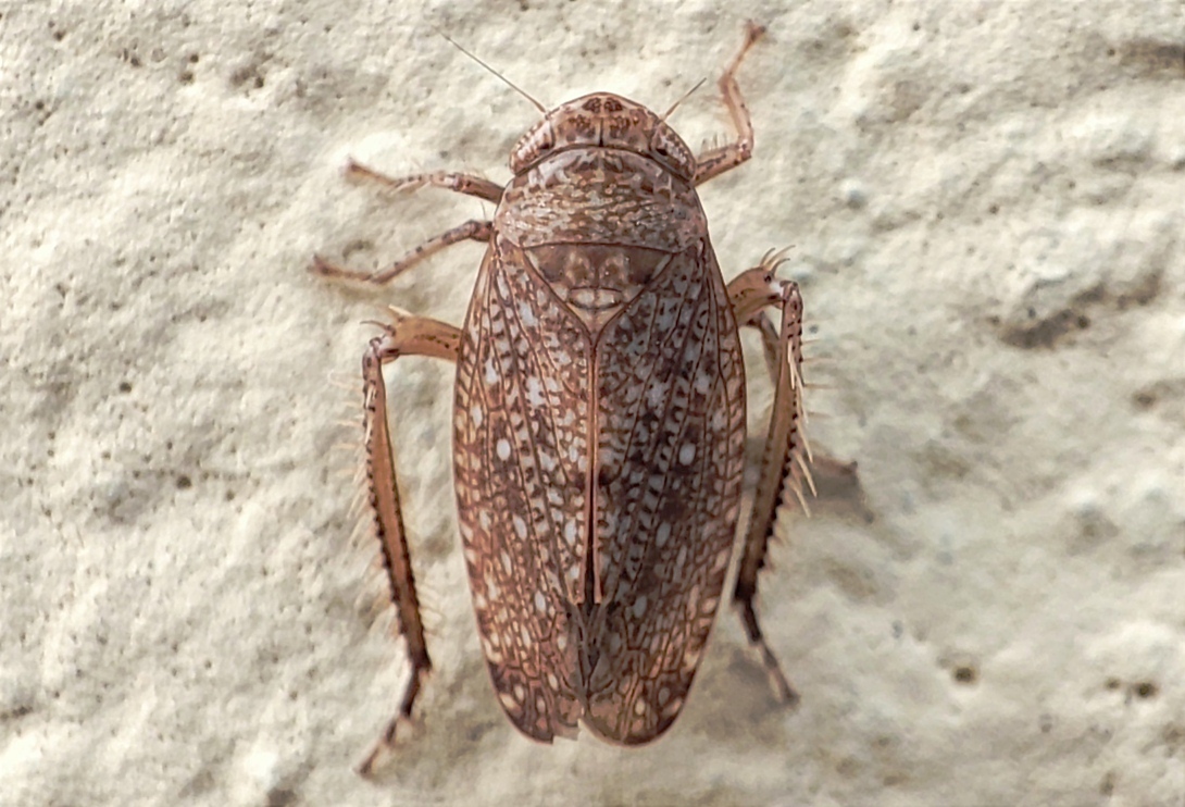 Phlepsius intricatus
