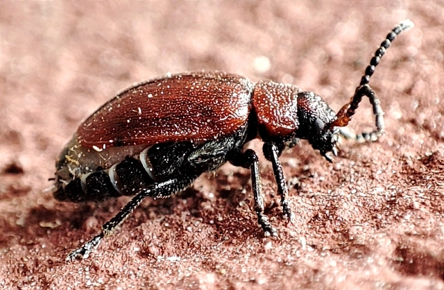 Galeruca rufa - vörös olajosbogár