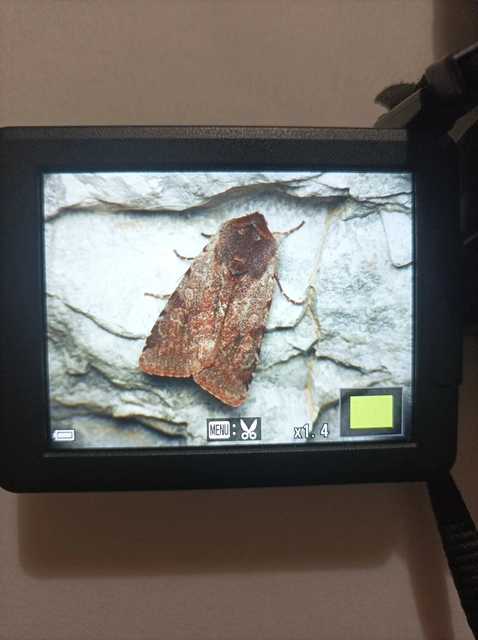 Cerastis rubricosa - vörhenyes tavaszibagoly