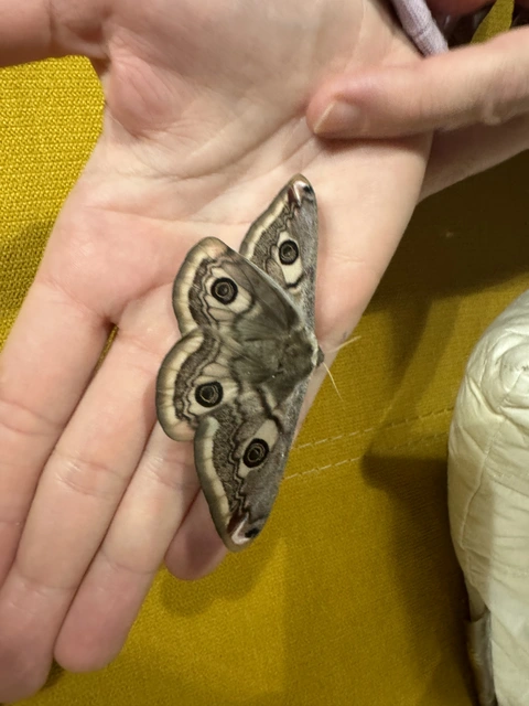 Saturnia pavoniella/pavonia