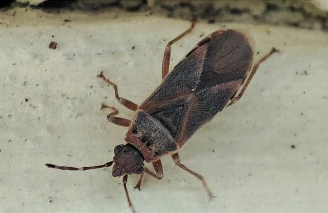 Arocatus