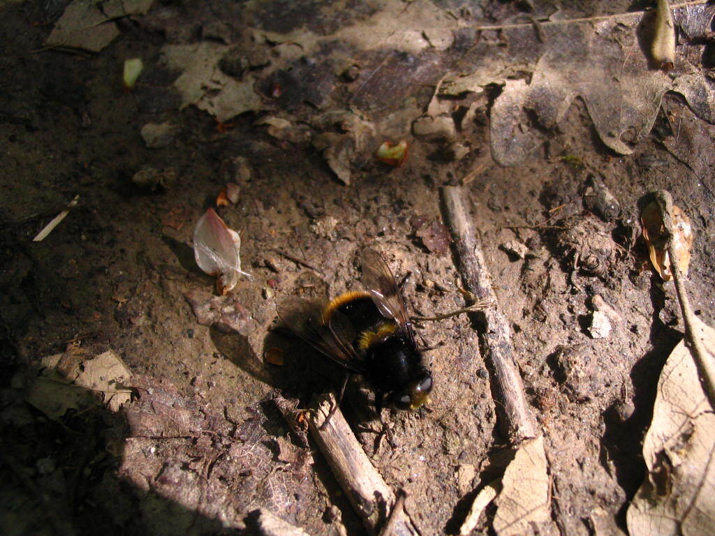 Mallota fuciformis - tarka gyapjaslégy
