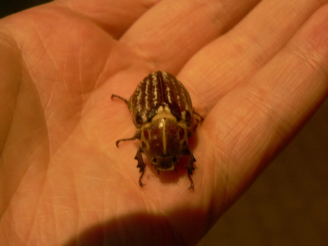 Anoxia orientalis - keleti cserebogár