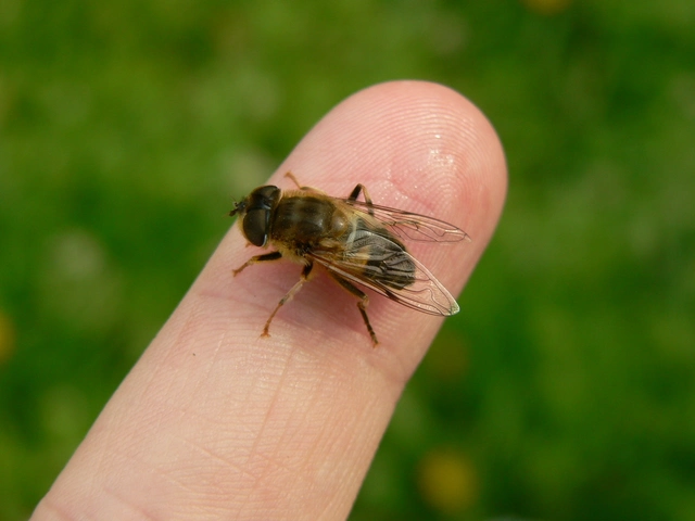Eristalis