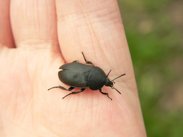 Ablattaria laevigata - sima csigarabló