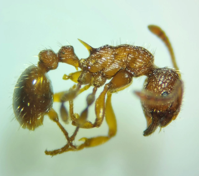 Myrmica sabuleti - gyakori bütyköshangya