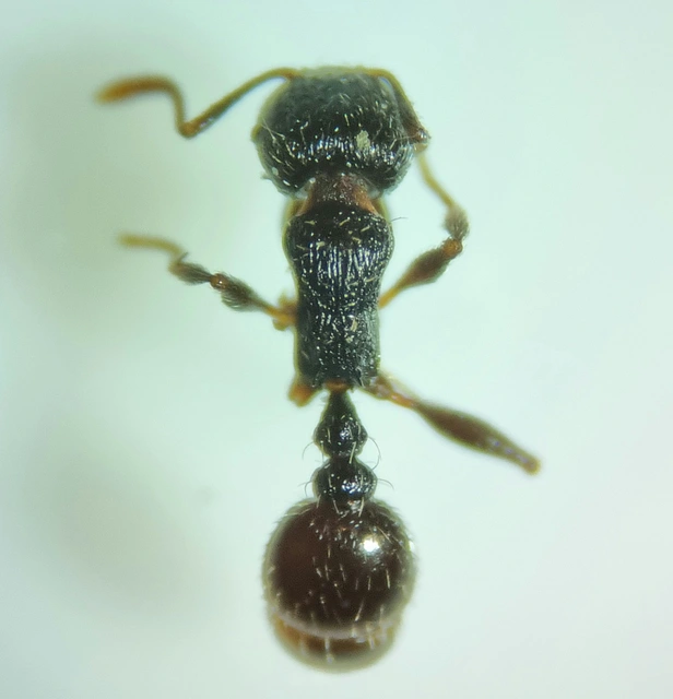 Tetramorium moravicum - morva gyepihangya