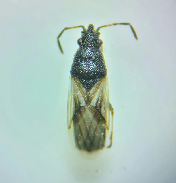 Metopoplax origani - szélesfejű bodobács