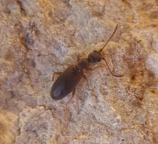 Endomia tenuicollis - keskenynyakú fürgebogár