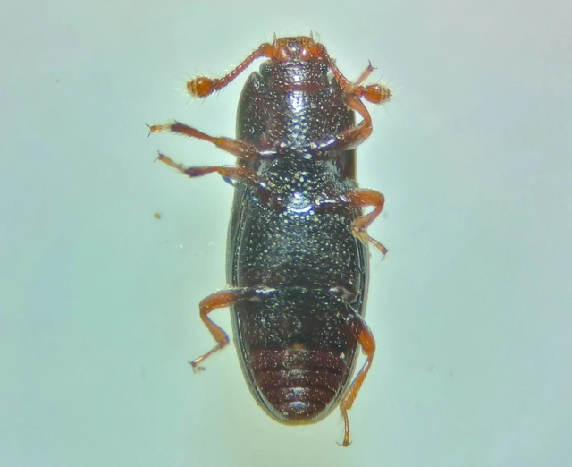 Cerylonidae - kéregbogárfélék Cerylonidae - kéregbogárfélék