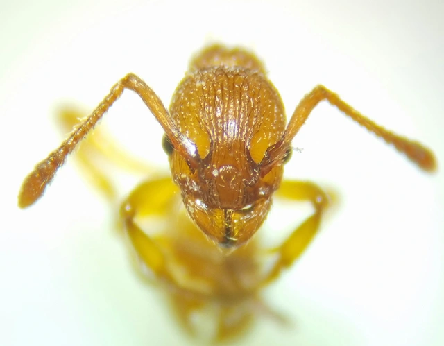 Myrmica sabuleti - gyakori bütyköshangya