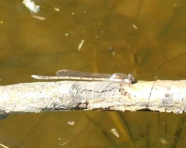 Sympecma fusca - téli rablószitakötő