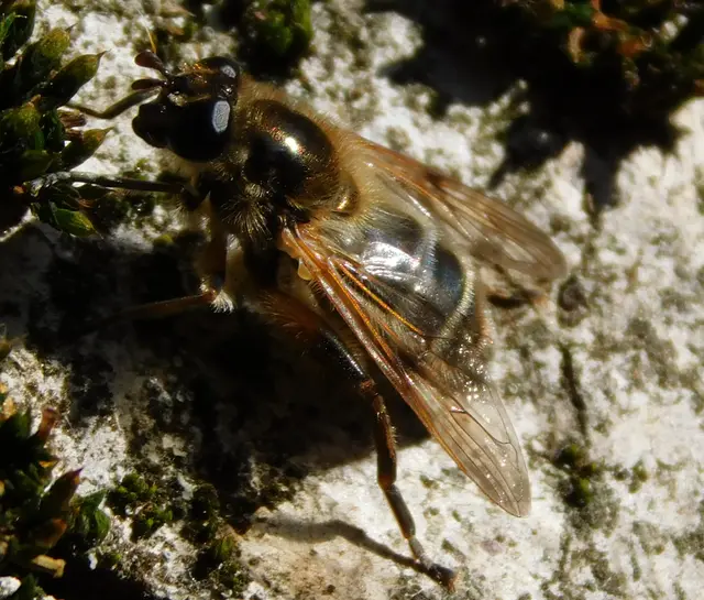 Brachypalpus