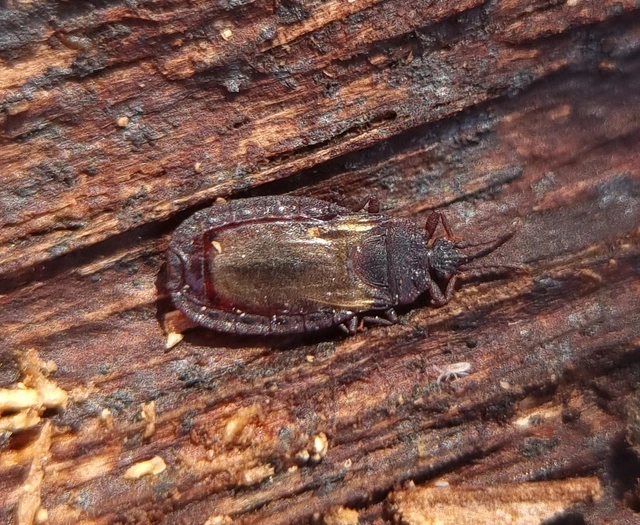 Aneurus