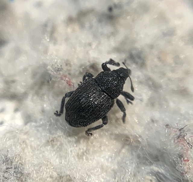 Ceutorhynchus assimilis - repcegyökér-ceutormányos