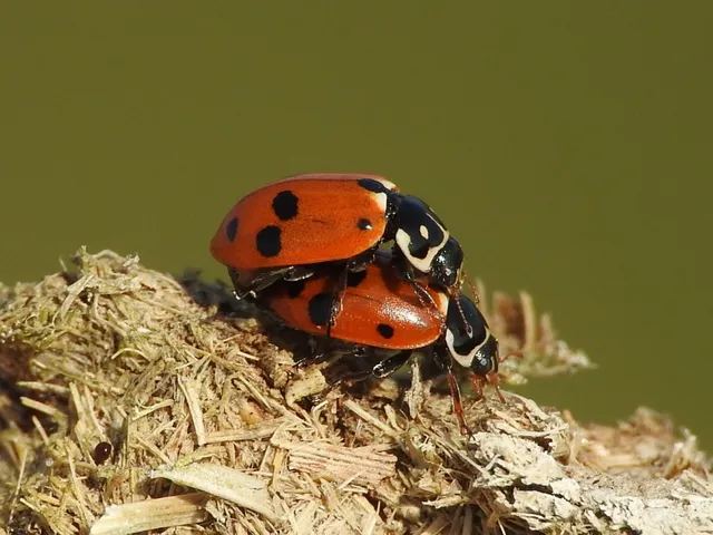 Hippodamia variegata - tizenhárompettyes katica