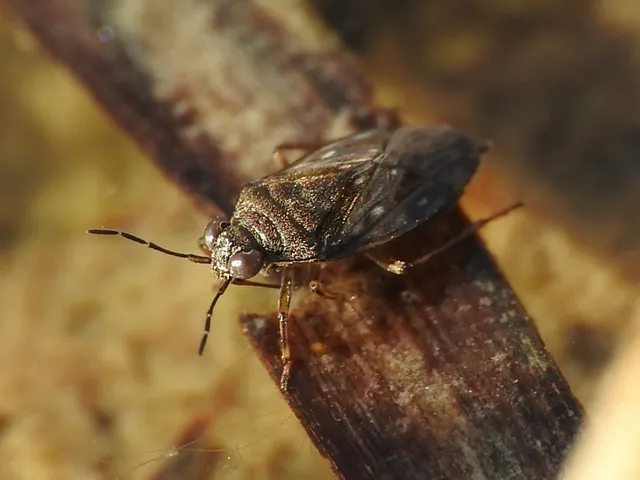 Saldidae - partipoloskák