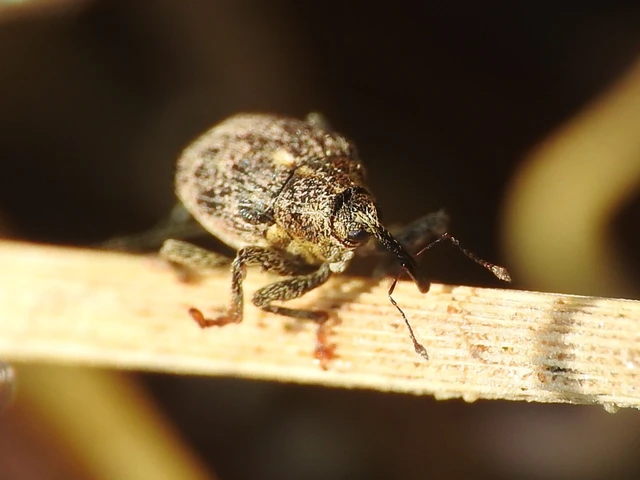 Ceutorhynchus pallidactylus - szőrös repce-ceutormányos