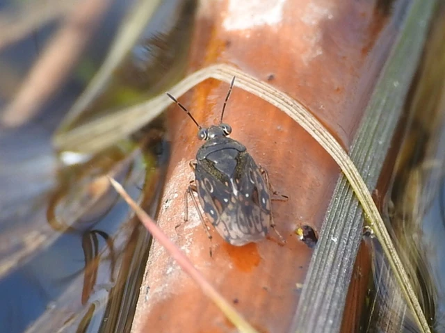Saldidae - partipoloskák