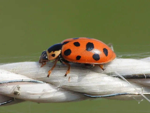 Hippodamia tredecimpunctata - mocsári katica