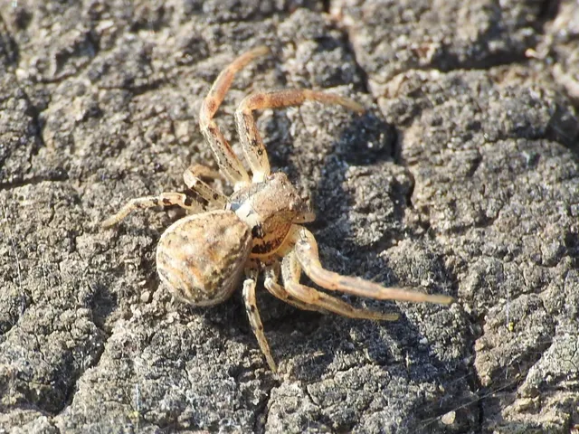 Xysticus