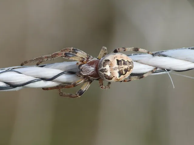 Larinioides cornutus - nádi keresztespók
