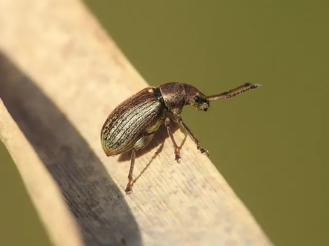 Phyllobius pyri - gyümölcsfa-levélormányos