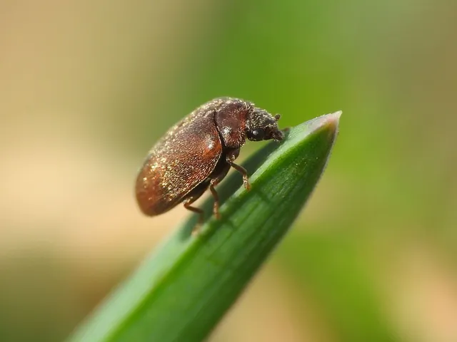 Cyphon
