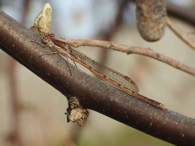 Sympecma fusca - téli rablószitakötő
