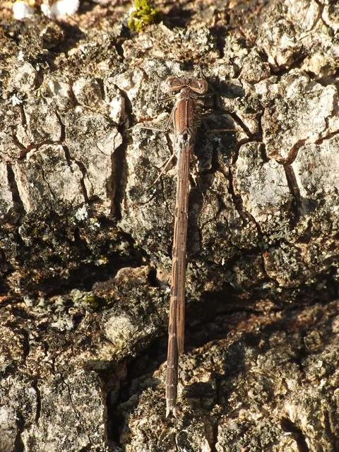 Sympecma fusca - téli rablószitakötő